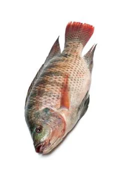 Snapper Fish isolated on white background Stock Photos