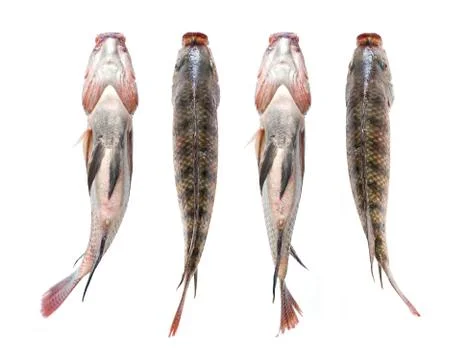 Snapper Fish isolated on white background Stock Photos