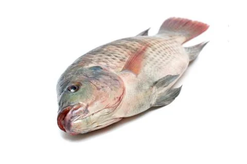Snapper Fish isolated on white background Stock Photos