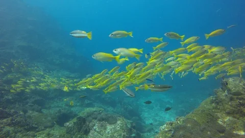 Snapper fish on reef Video stock 99086593
