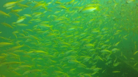 Snapper fish on reef Vidéo 102030341