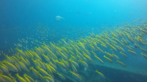 Snapper fish on reef Video stock 102705464