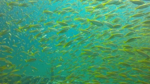 Snapper fish on reef Vídeo Stock 103839143
