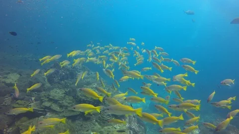 Snapper fish on reef Vidéo 105139401