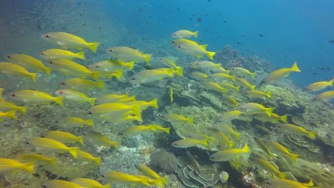 Snapper fish on reef Stock Footage 105139501
