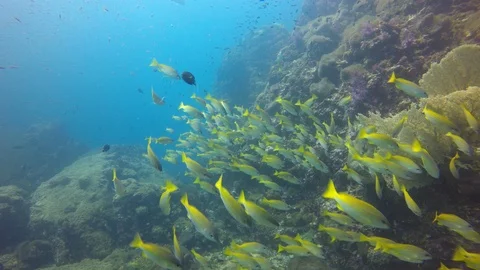 Snapper fish on reef Stockbeeldmateriaal 105139656