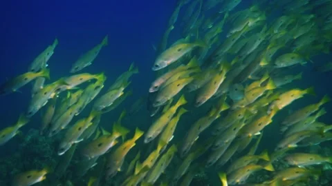 Snapper fish schooling in blue water, marine wildlife, underwater docu Stock Footage 340554811