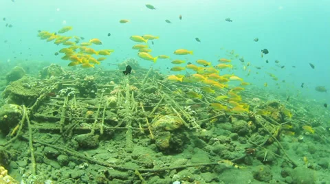 Snapper fish on Shipwreck Stock Footage 33209250