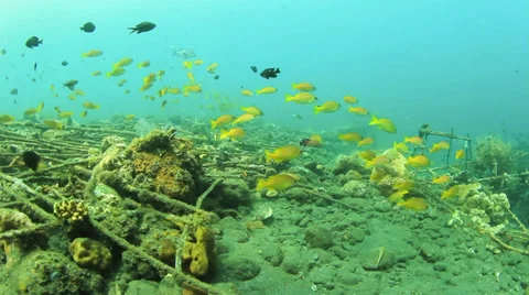 Snapper fish on Shipwreck Video stock 33209693