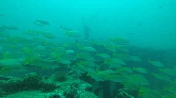Snapper fish on shipwreck Stock-Footage 85547904