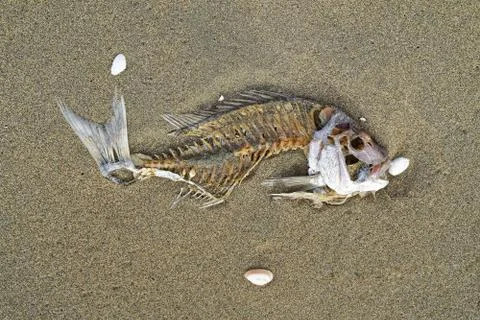 Snapper fish skeleton on a beach, New Zealand. Stock Photos