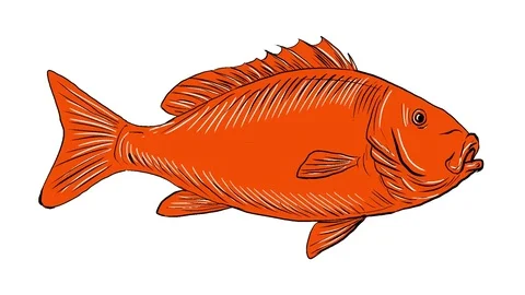 Fish Drawing Stock Video Footage, Royalty Free Fish Drawing Videos