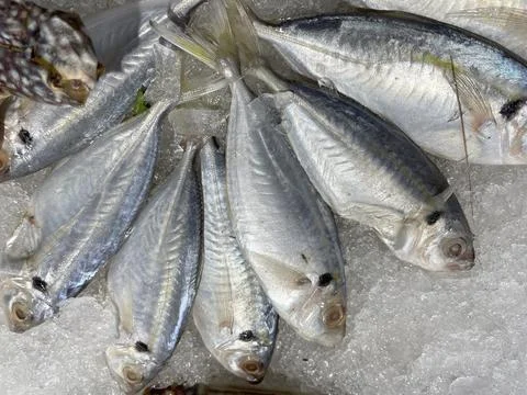 Snapper head sea fish on a layer of ice for sale at the market Stock Photos