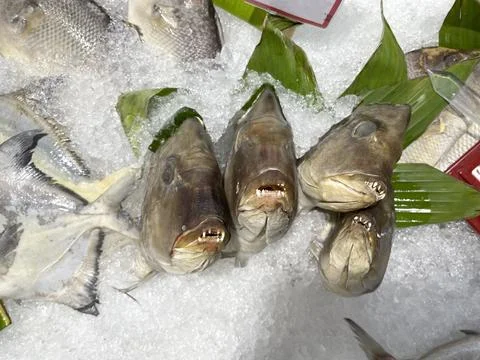 Snapper head sea fish on a layer of ice for sale at the market Stock Photos