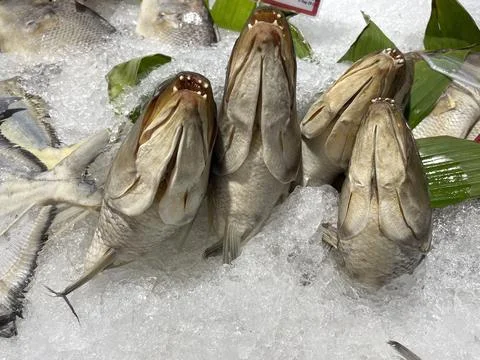 Snapper head sea fish on a layer of ice for sale at the market Foto stock