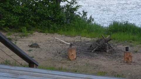 Snapper Leaves Investigated Firepit Heading Back Toward Lakeshore Stock Footage 325633871