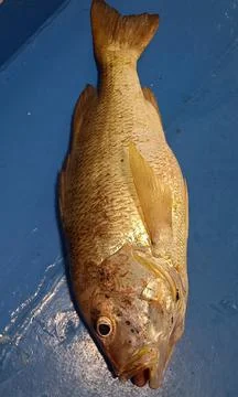 Snapper Stock Photos