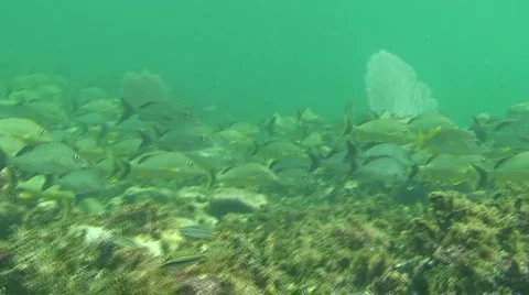 Snapper School  Stock Footage 988833
