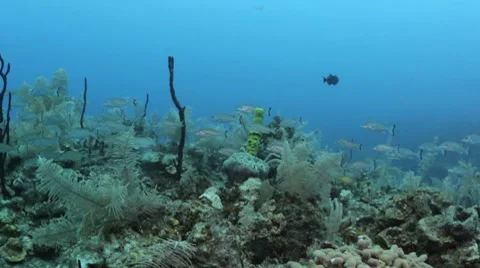 Snapper School Video stock 7762098