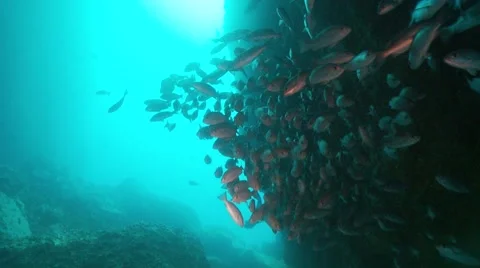 Snapper in sea cave Stock-Footage 56680609