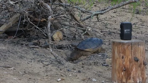 Snapper Surveys Burnt Firepit Sand for Viable Nesting Ground Stock Footage 325633497