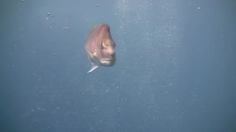 Snapper swimming towards camera. Stock Footage 8907347