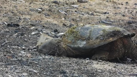 Snapper Traverses Rugged Firepit Debris and Forest Sand Still Searching Stock Footage 325635184