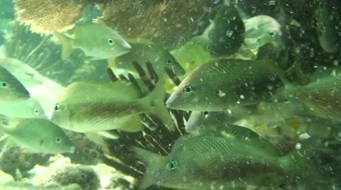 Snapper Underwater Stock Footage 988829