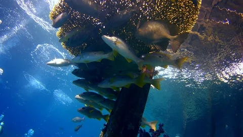 Snappers and rabbitfishes under table coral growing on wooden post of jetty Stock Footage 112475195