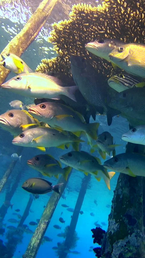 Snappers and rabbitfishes under table coral growing on wooden post of jetty Video stock 228833189