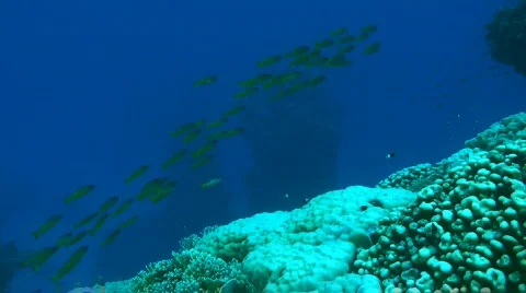 Snappers Stock Footage 585111