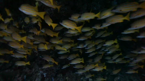 Snappers Stock Footage 663501