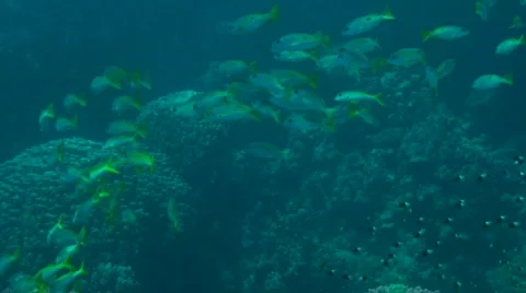 Snappers Stock Footage 682787