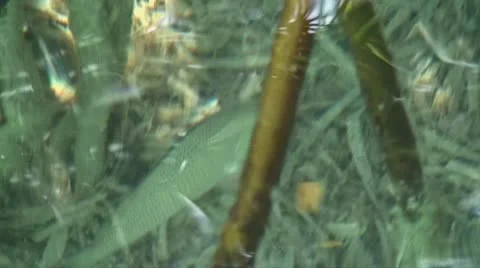 Snappers in mangrove roots from above Stock-Footage 10753739
