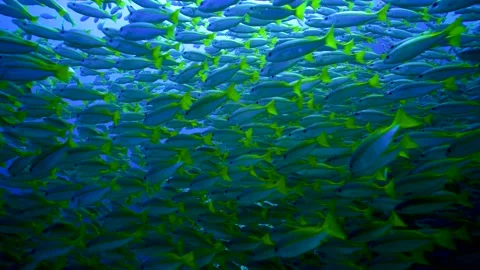 Snappers schooling in the blue Stock Footage 158077788