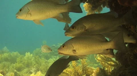 Snappers under ledge Stock Footage 8570301