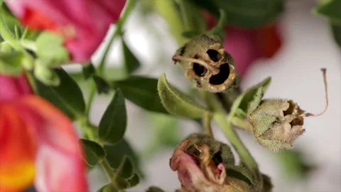 Snapping dragon flower macro bloom. Human skull like shape of dried flower bloss Stock Footage 134851782