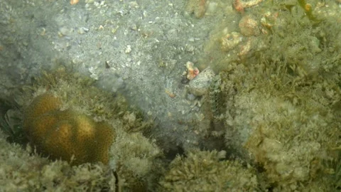 Snapping shrimp excavating burrow beside goby Video stock 338370381