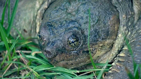 Snapping Turtle 01 | Close Up Stock Footage 127402373
