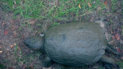 Snapping Turtle 04 | Top View Stock Footage 127403080