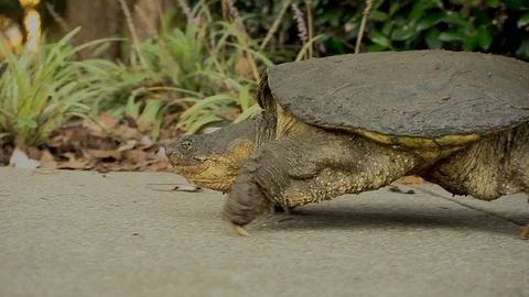 Snapping Turtle 08 | Full Body Crosses Screen Stock Footage 127403466