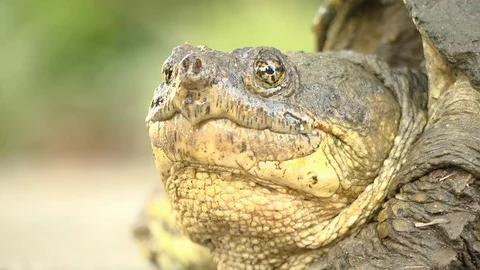 Snapping Turtle 4k | Close Up 09 Stock Footage 127433336