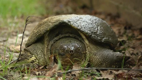 Snapping Turtle 4k | Comes Right At You Stock Footage 127433385
