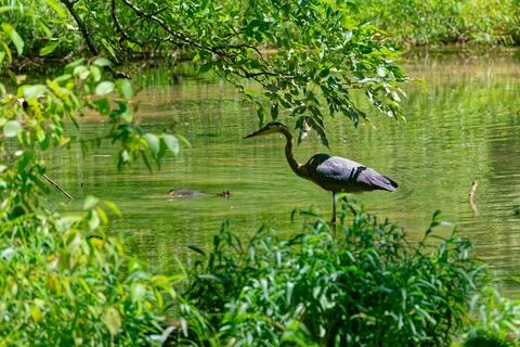 Snapping turtle and blue heron Stock Photos