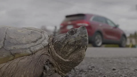 Snapping turtle and busy street behind him 스톡 동영상 310281436