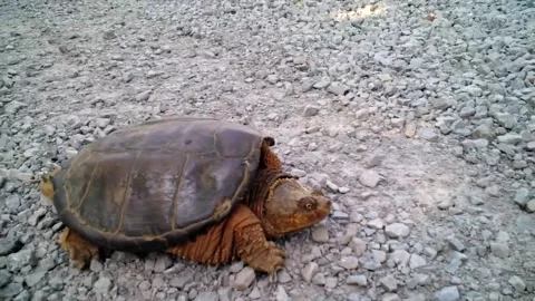 Snapping Turtle Attacks, Springfield, AR - 01 Jan 1970 Stock Footage 205367532