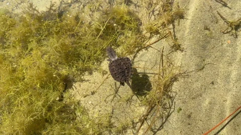 Snapping turtle baby in the water top down swimming Video stock 317060165