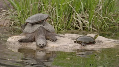 Snapping Turtle Basking Painted Turtles On Rock Funny Animal Wildlife Stock Footage 134503347