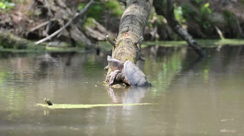 Snapping turtle basking in the sun 스톡 동영상 4434912