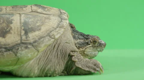 Snapping turtle big and dangerous 스톡 동영상 66487550